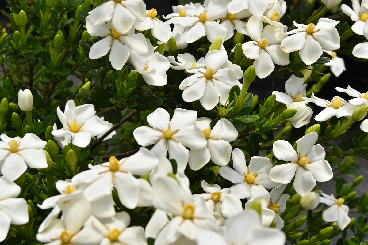 White Blooms Dwarf Evergreen Gardenia Shrub 2 Gallon Plant N70251