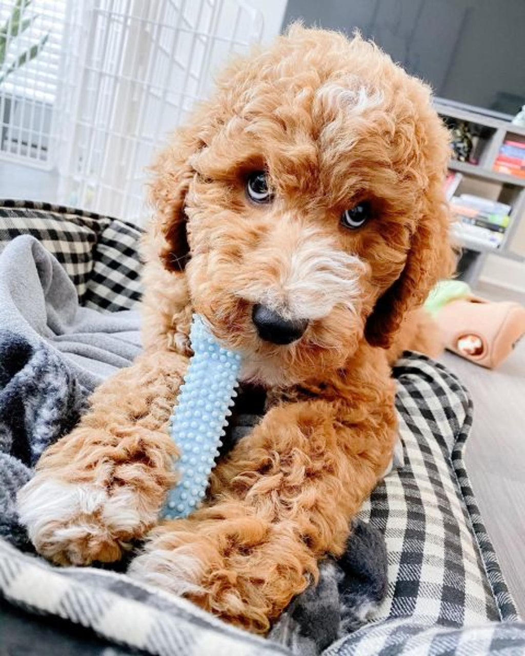 Puppy Teething Toys 3 Pack E7998