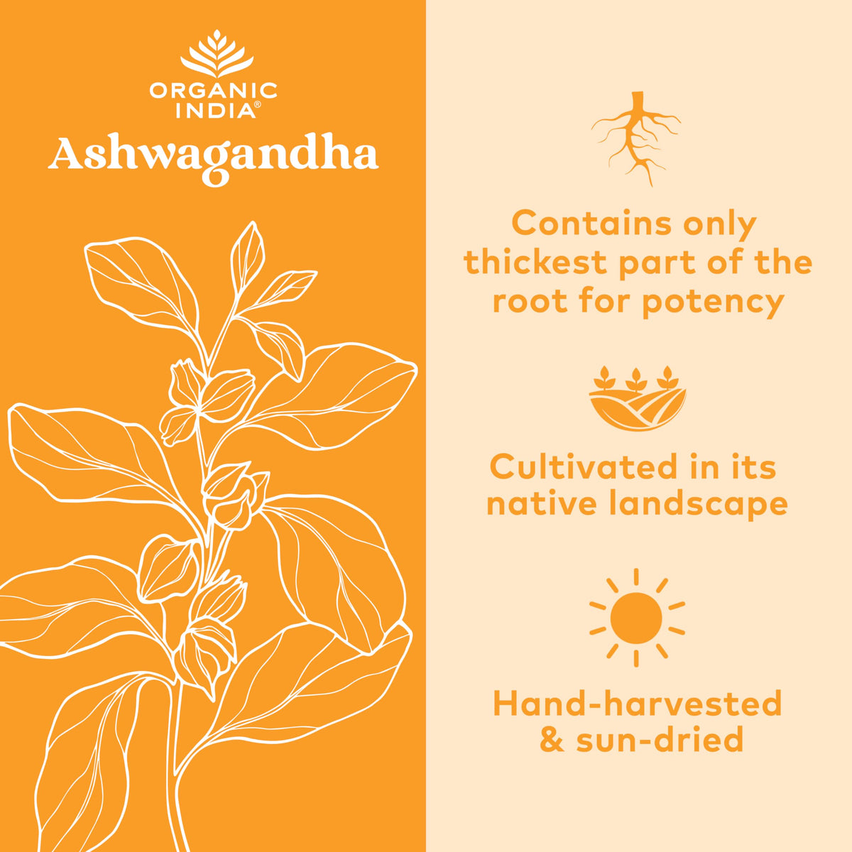 Ashwagandha Capsules 180 Capsules W963