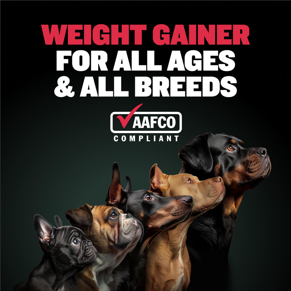 Liquid Muscle Builder & Weight Gainer Soft Chews K687649