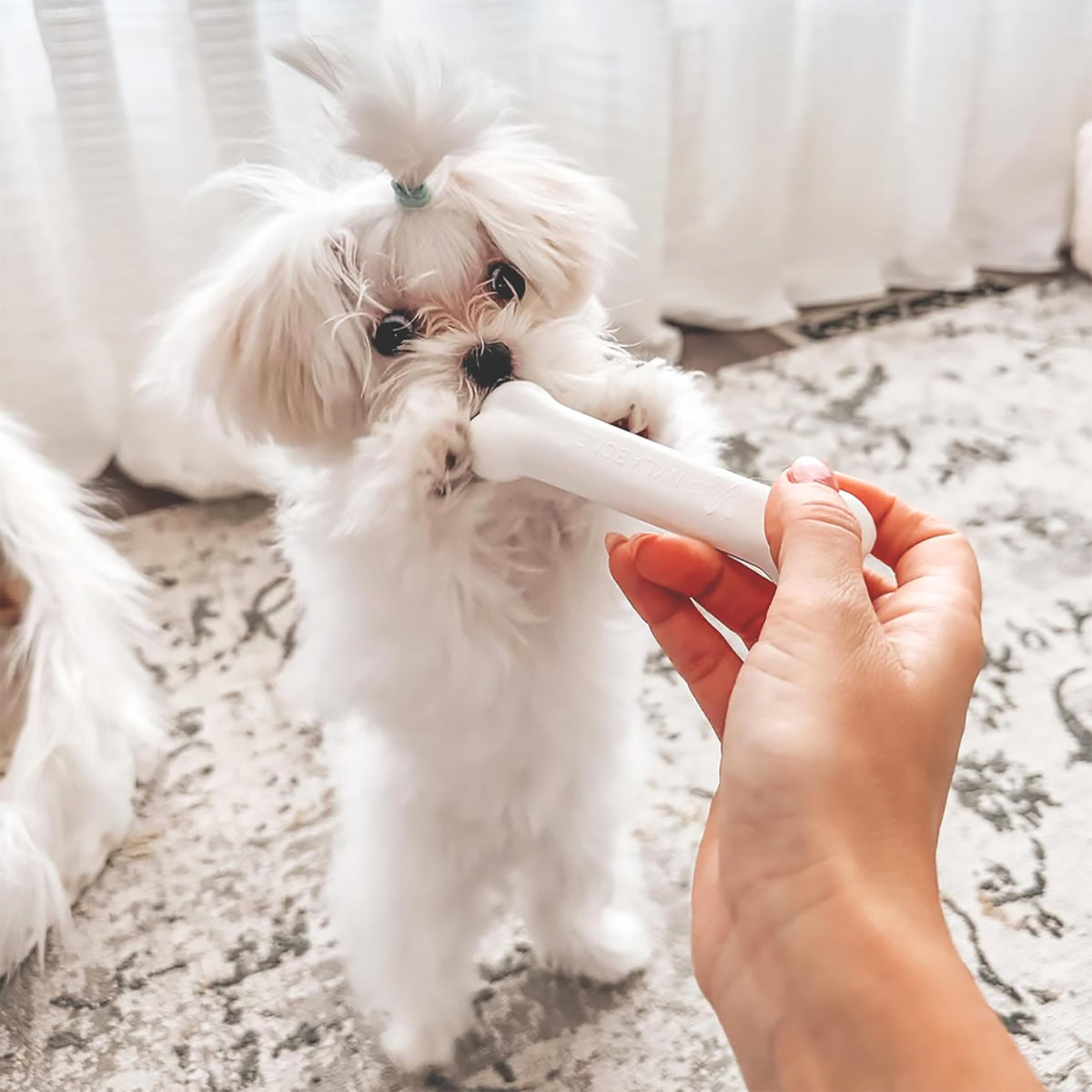 Puppy Teething Toys 3 Pack E7998