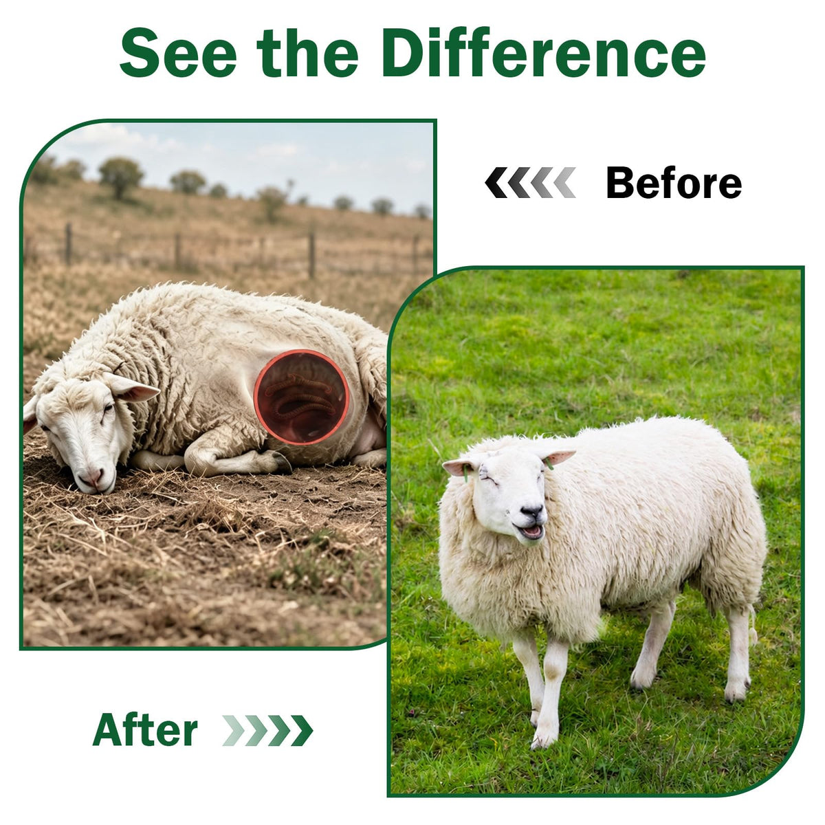 Liquid Dewormer with Fenbendazole Z919